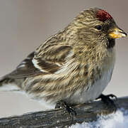 Common Redpoll