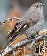 Townsend's Solitaire