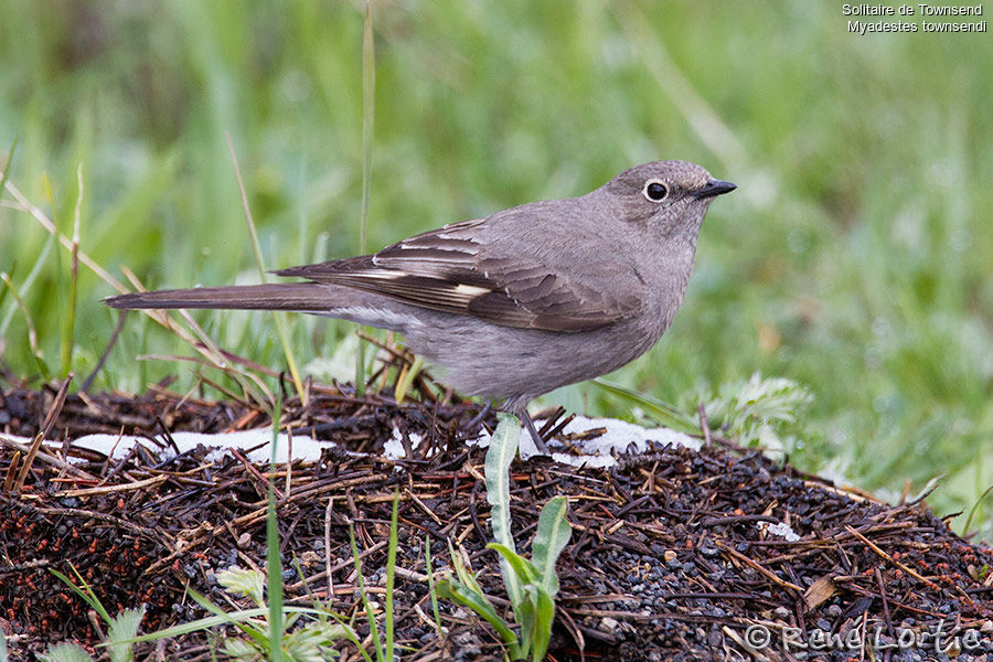 Townsend's Solitaireadult, identification