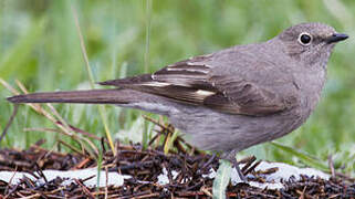 Townsend's Solitaire