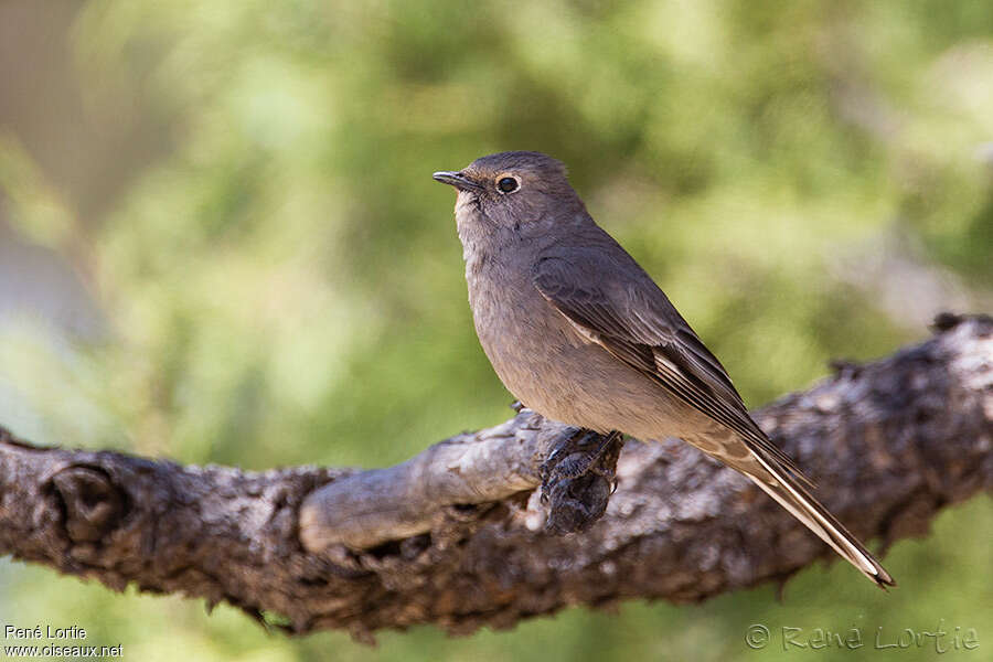 Townsend's Solitaireadult, identification