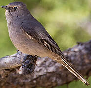 Townsend's Solitaire