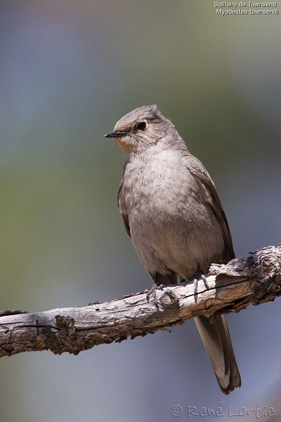 Townsend's Solitaireadult, identification