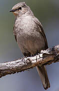 Townsend's Solitaire