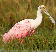 Roseate Spoonbill