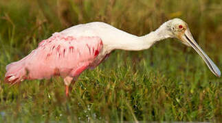 Roseate Spoonbill