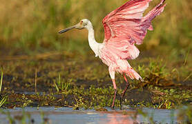 Roseate Spoonbill