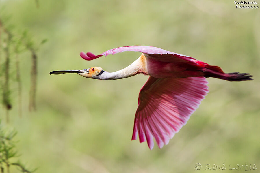 Roseate Spoonbilladult breeding, Flight