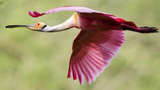 Roseate Spoonbill