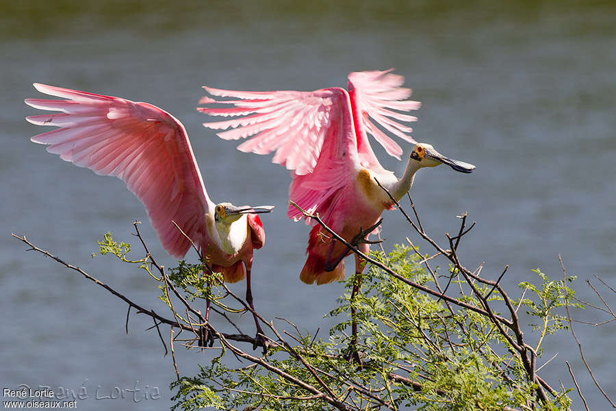 Roseate Spoonbilladult breeding, pigmentation, courting display, Behaviour