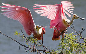 Roseate Spoonbill