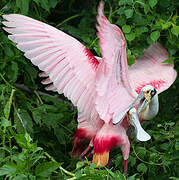 Roseate Spoonbill