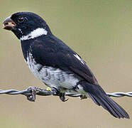 Wing-barred Seedeater