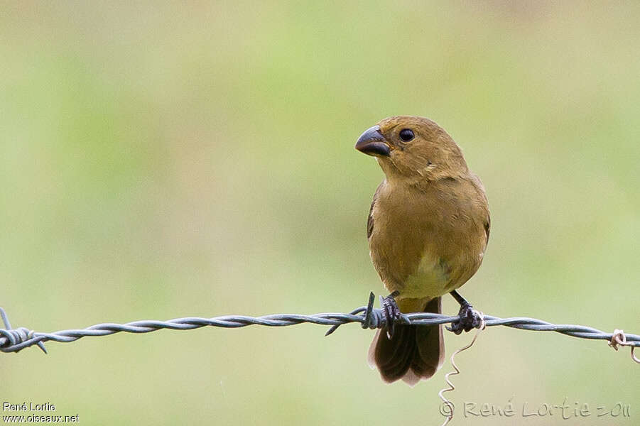 Wing-barred Seedeater female adult, close-up portrait