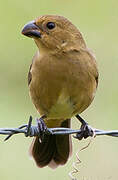 Wing-barred Seedeater