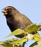 Yellow-faced Grassquit