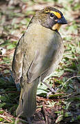 Yellow-faced Grassquit