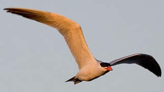 Caspian Tern