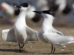 Sandwich Tern