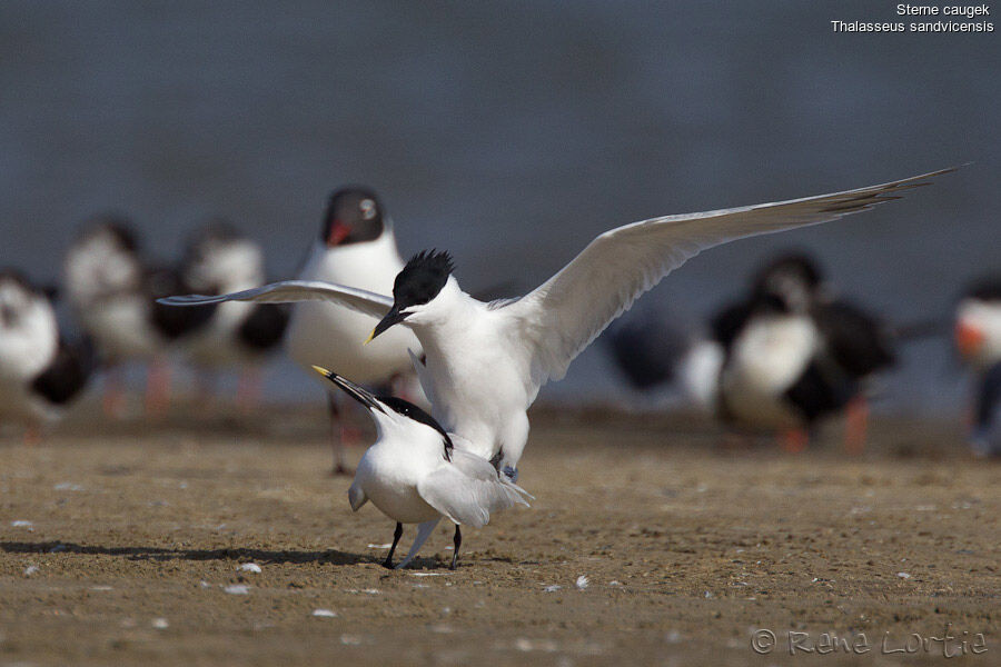 Sandwich Tern , identification, Behaviour