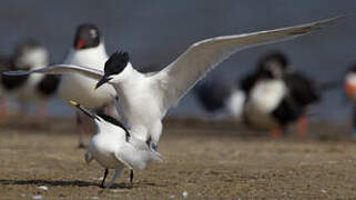 Sandwich Tern