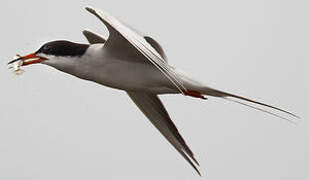 Forster's Tern