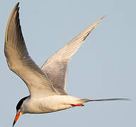 Forster's Tern