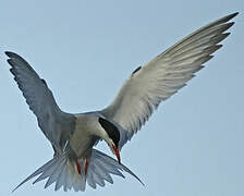 Common Tern