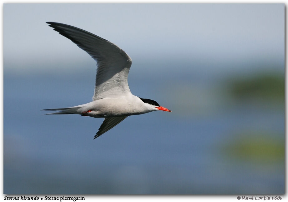 Common Tern