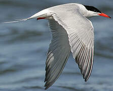 Common Tern