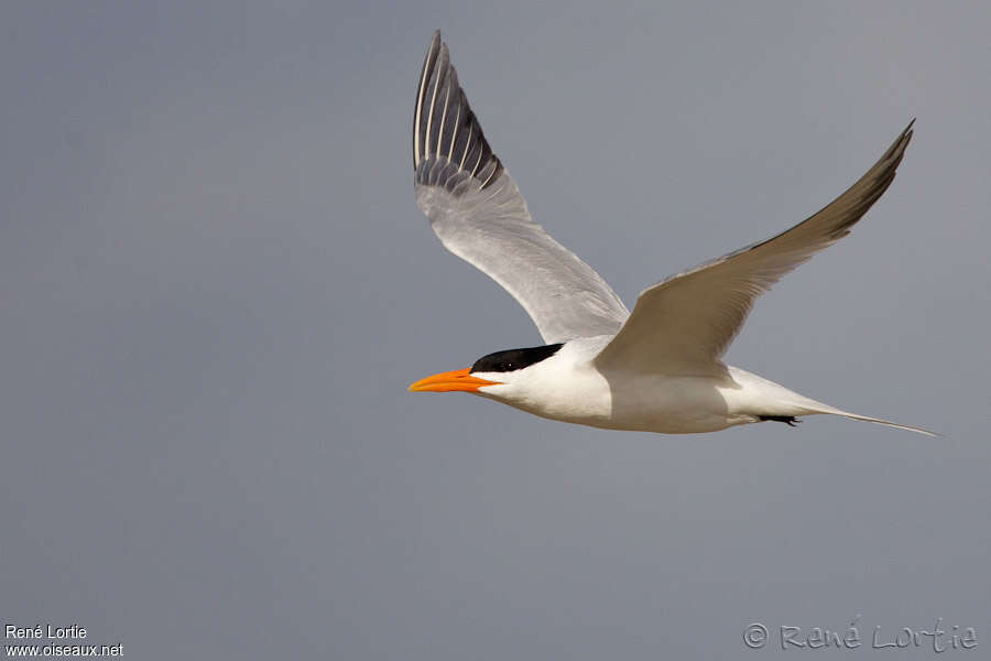 Royal Ternadult breeding, Flight