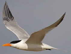 Royal Tern