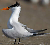 Royal Tern