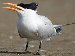 Royal Tern