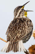 Western Meadowlark