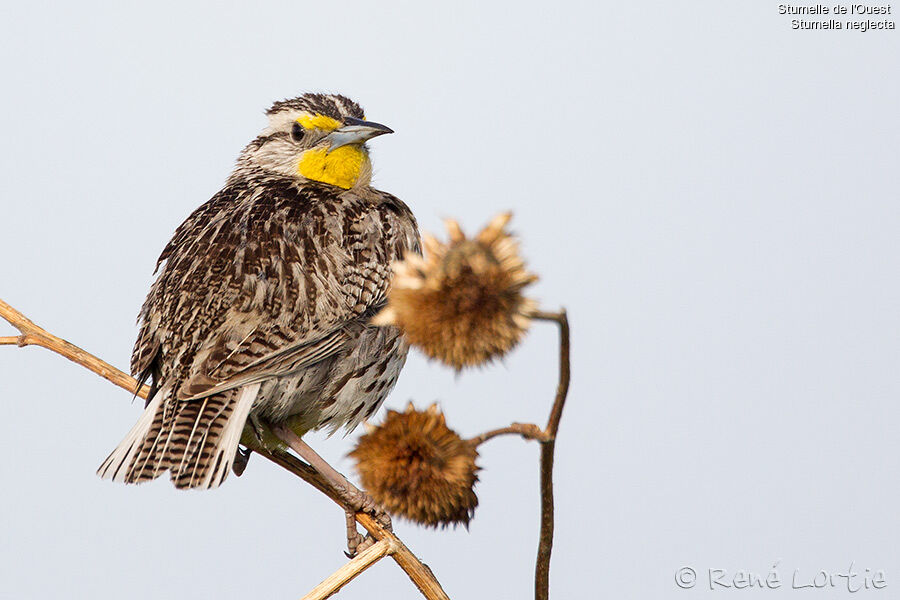 Western Meadowlarkadult, identification