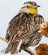 Western Meadowlark