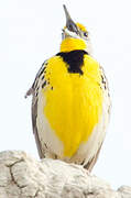 Western Meadowlark