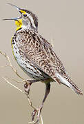 Western Meadowlark