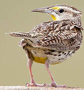 Western Meadowlark