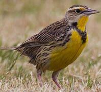 Eastern Meadowlark