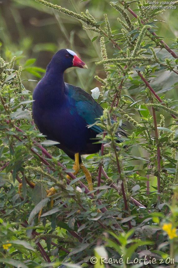 Purple Gallinuleadult, identification