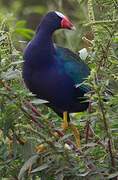 Purple Gallinule