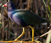 Purple Gallinule