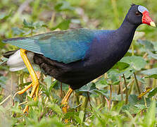 Purple Gallinule