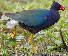 Purple Gallinule