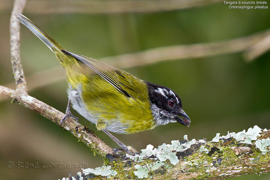 Sooty-capped Bush Tanageradult, identification, feeding habits