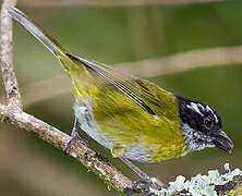 Sooty-capped Bush Tanager