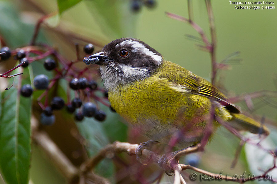 Sooty-capped Bush Tanageradult, identification, feeding habits