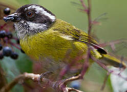 Sooty-capped Bush Tanager